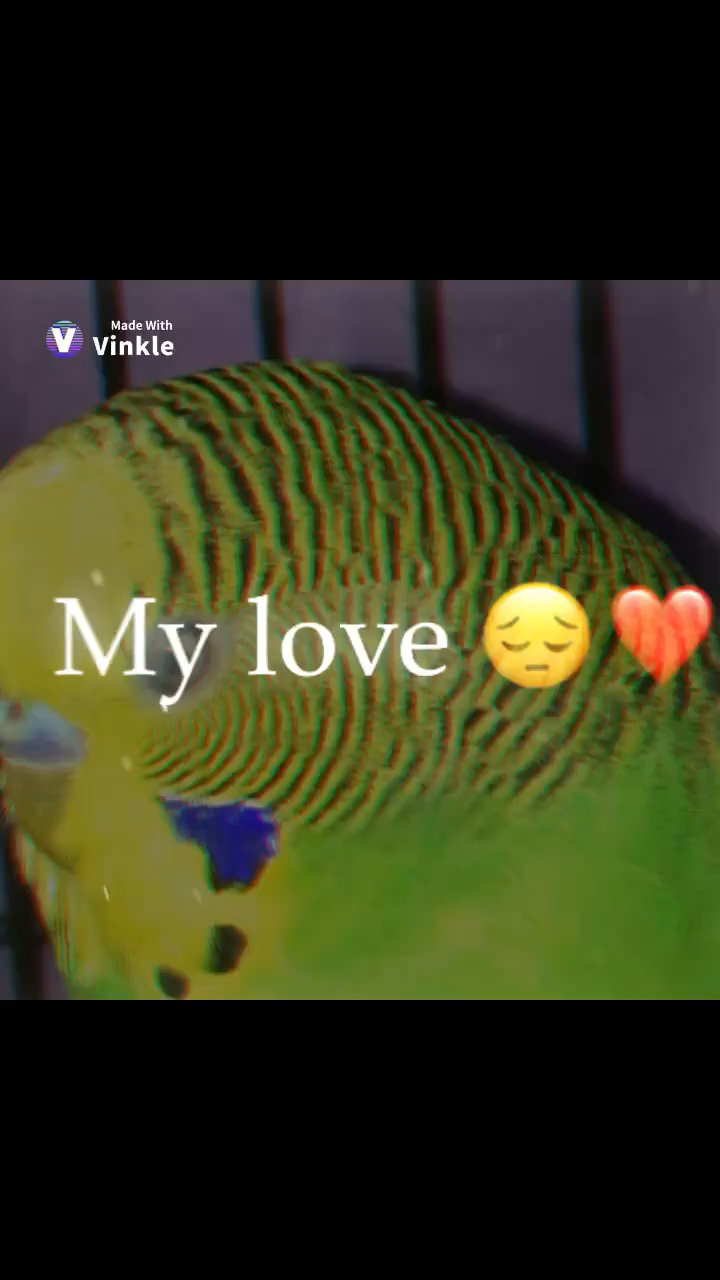 amino-Sunny_budgie-4f47e6c7